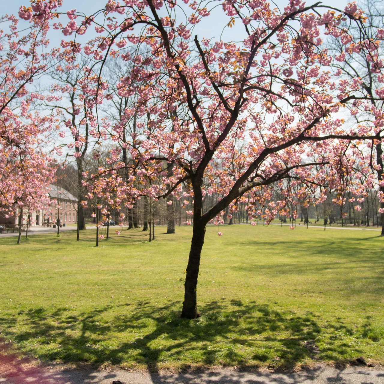 bloesem koetshuis-min.jpg